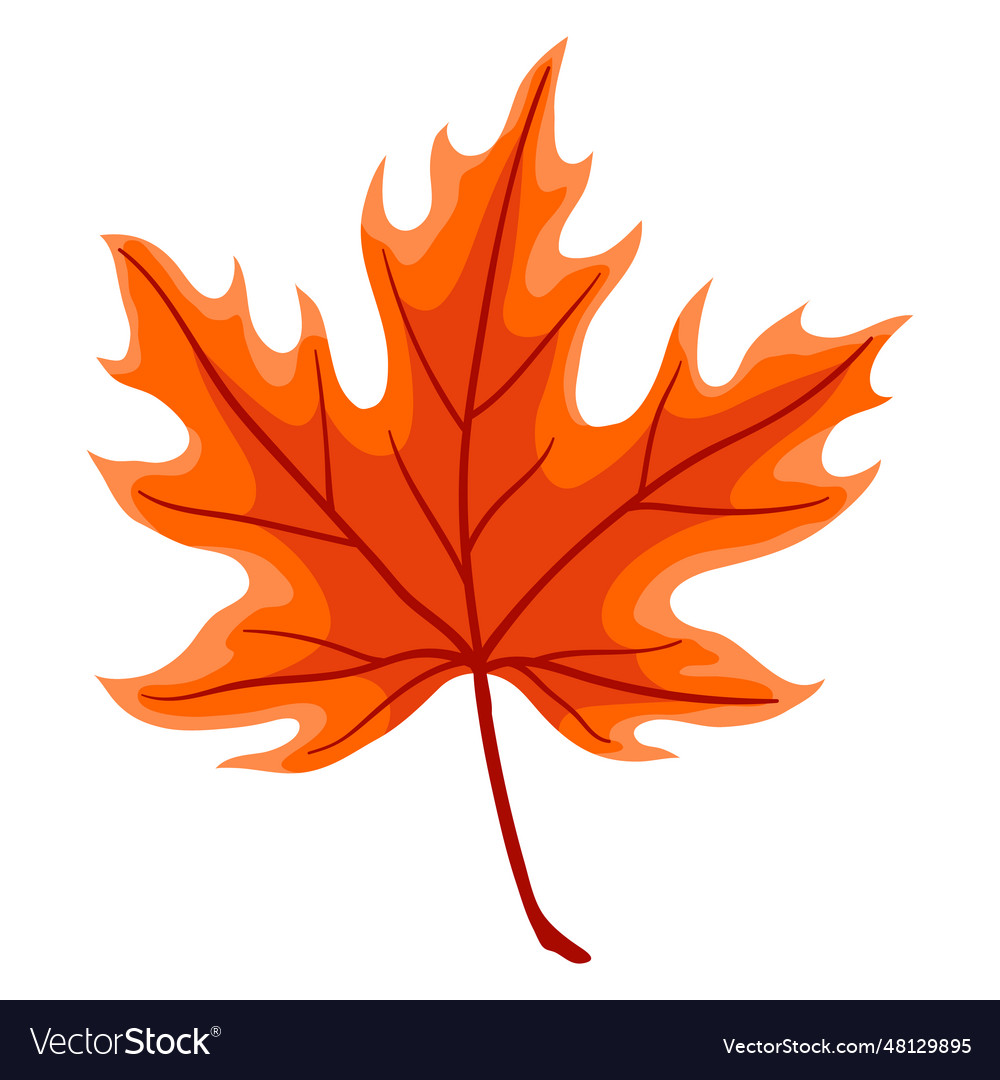 Maple leaf decorative autumn