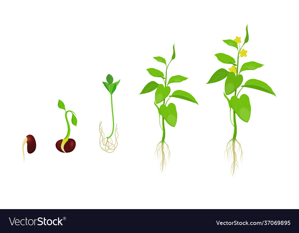 Stages plant growth on white background Royalty Free Vector