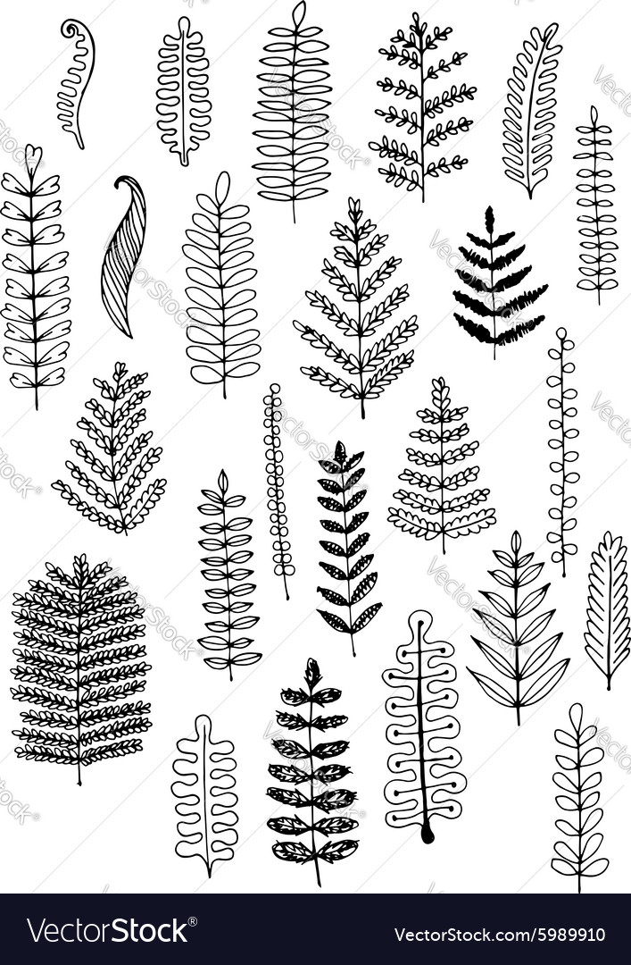 Leaf set sketch for your design