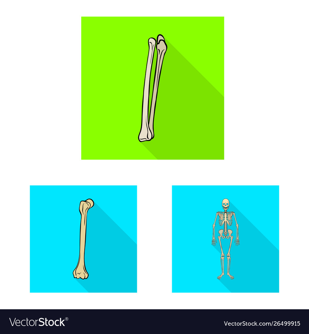 Isolated object bone and skeleton icon set Vector Image Isolated object bone and skeleton icon set
