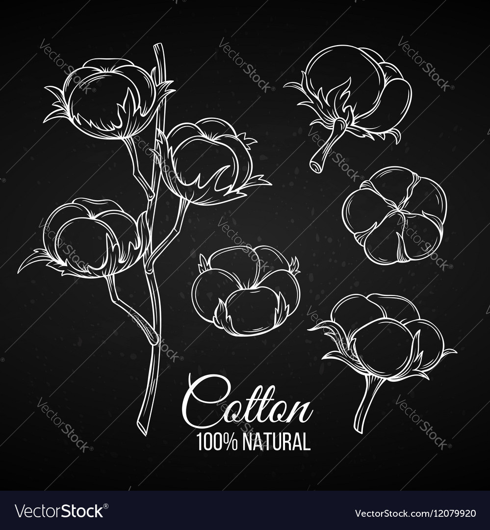 Hand drawn decorative cotton flowers Royalty Free Vector