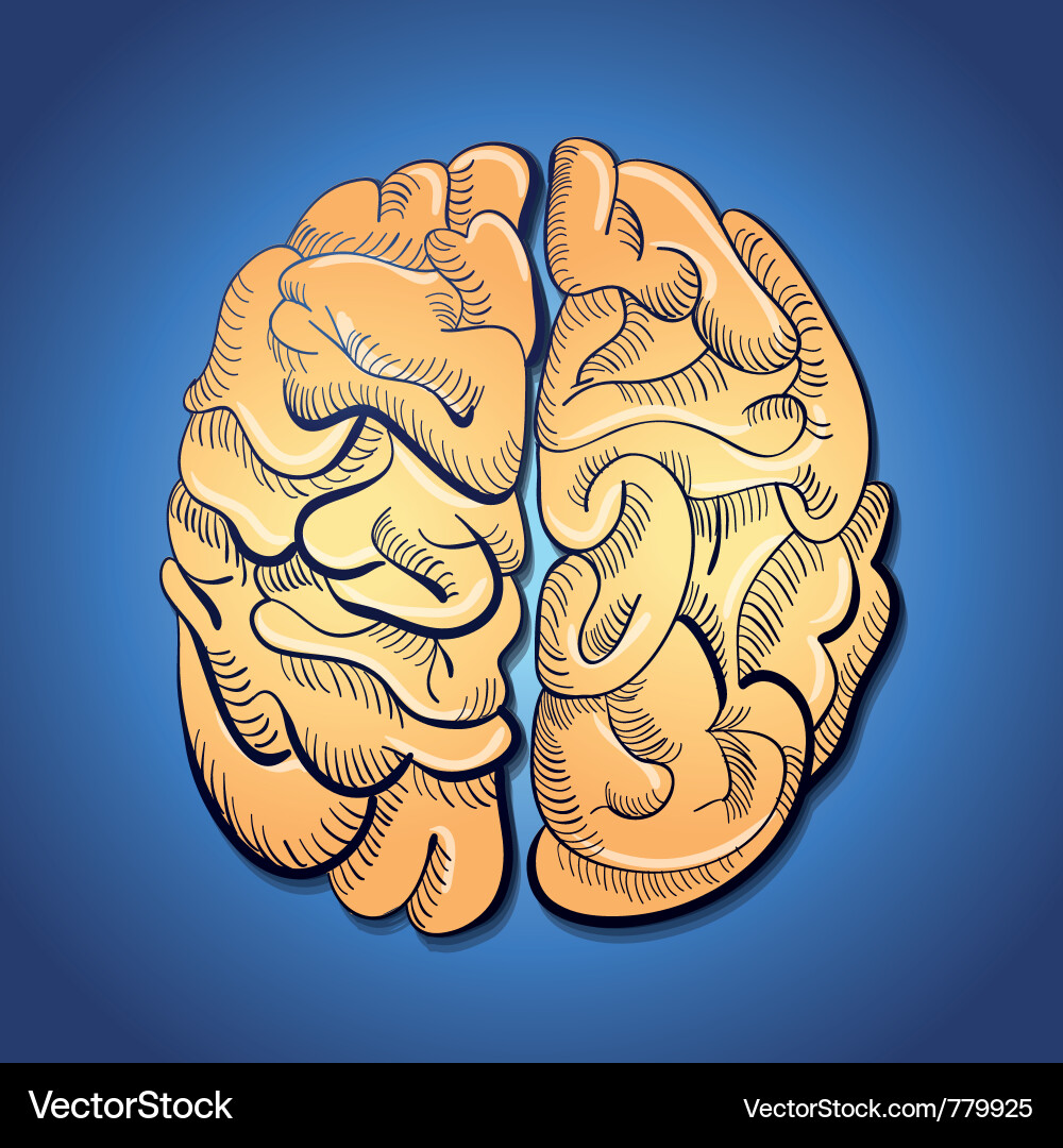 Brain and creativity Royalty Free Vector Image