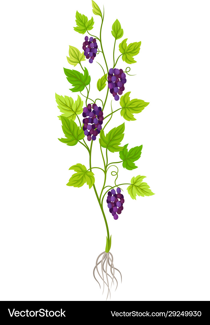 Grape Tree Vector