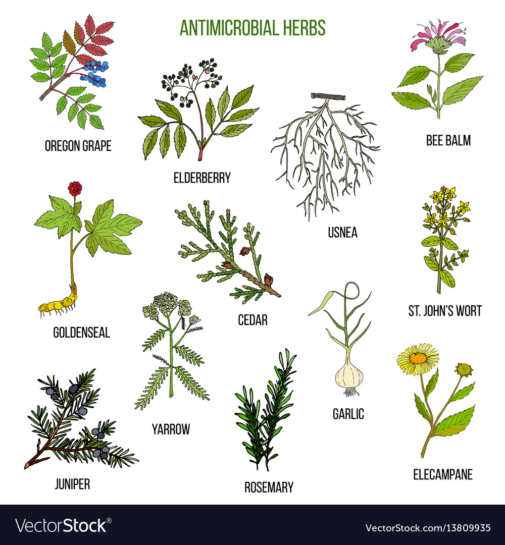 Antimicrobial herbs hand drawn set medicinal Vector Image