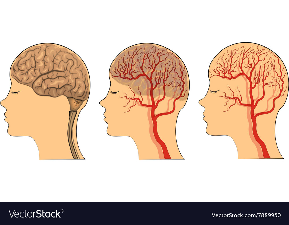 Brain the vessels