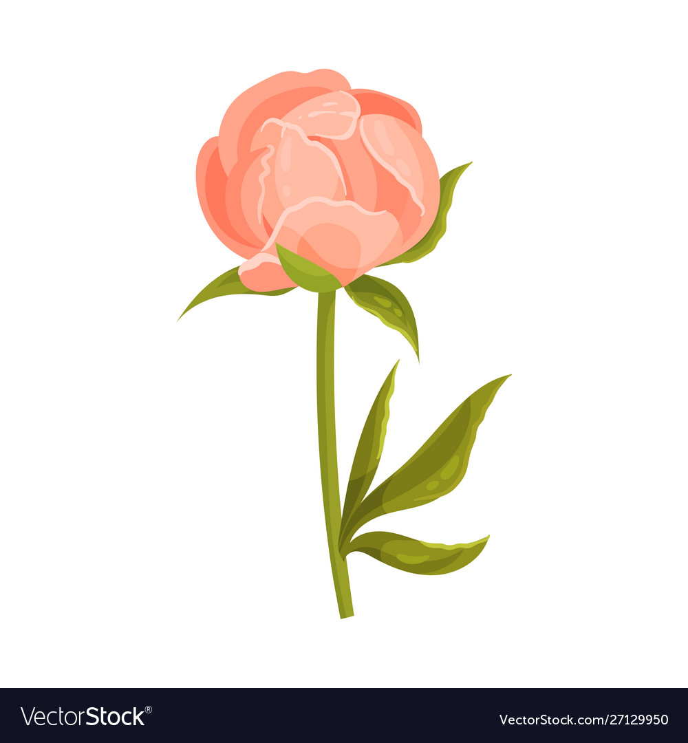 Bud pale pink peony on an even stem vector image Bud pale pink peony on an even stem