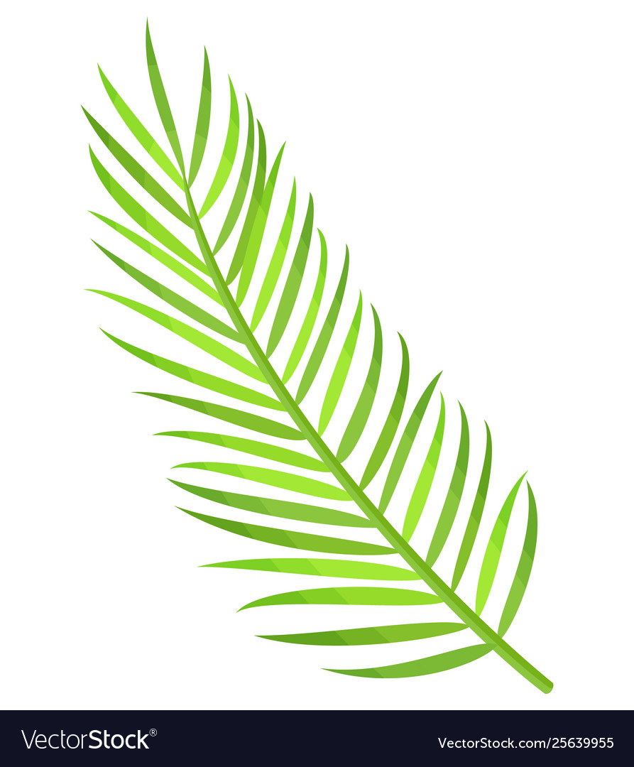 Exotische Palmenblätter