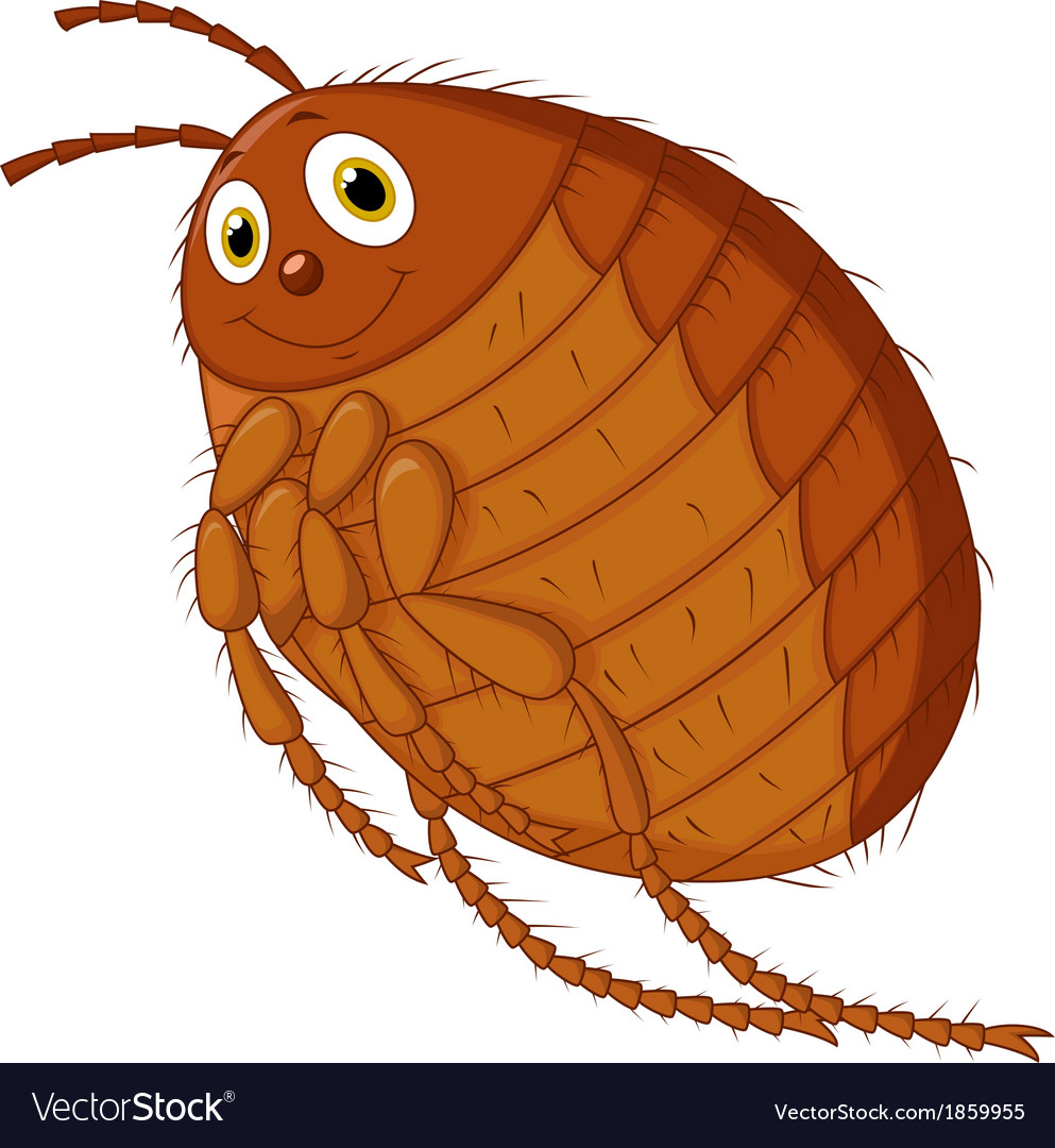 Flea cartoon Royalty Free Vector Image - VectorStock