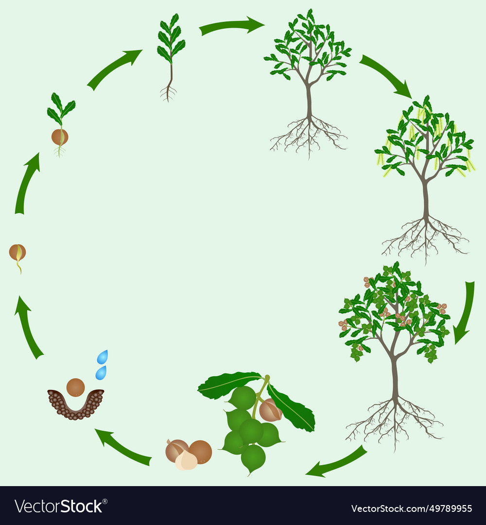 Life cycle of macadamia tree on a green Royalty Free Vector