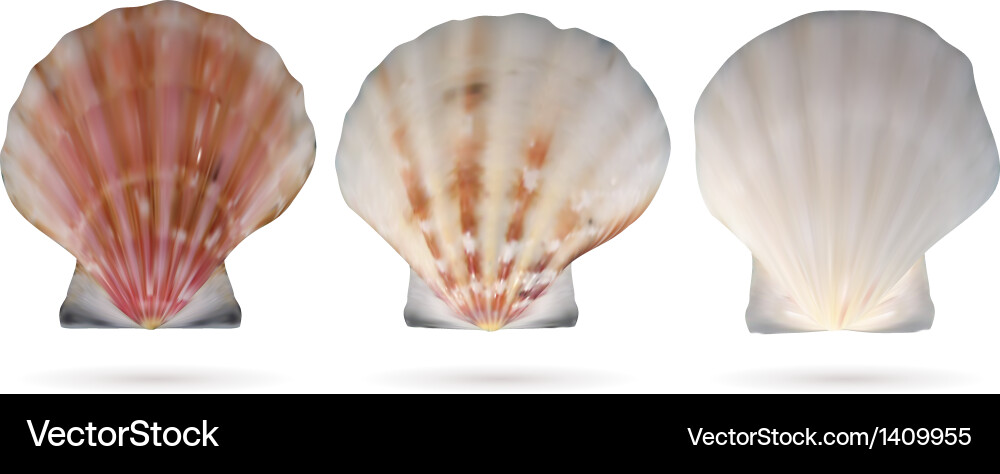 Scallop seashells Royalty Free Vector Image - VectorStock