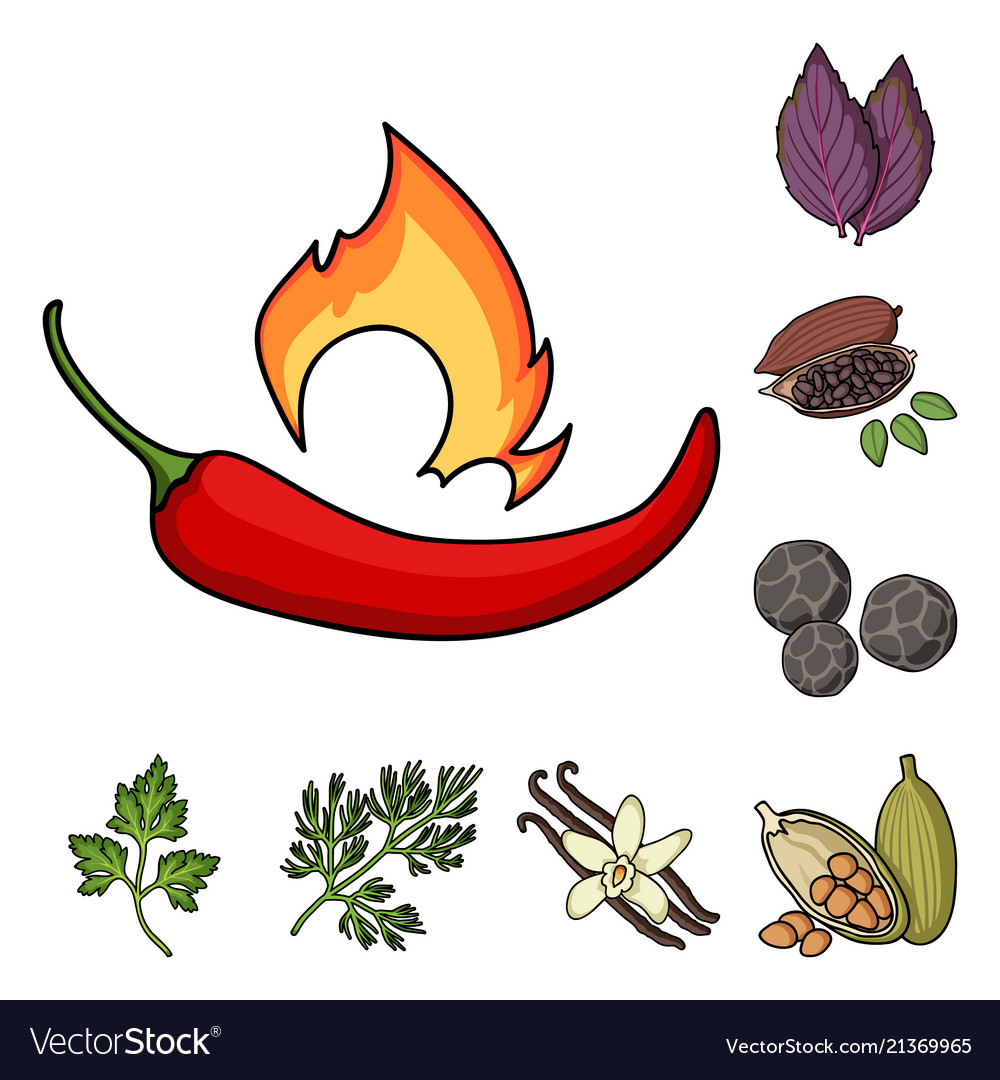 Herb and spices cartoon icons in set collection