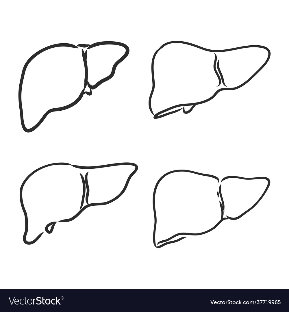 Liver human organ sketch element for medical Vector Image