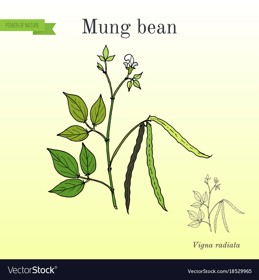 Mung Bean - Vigna Radiata with Pods