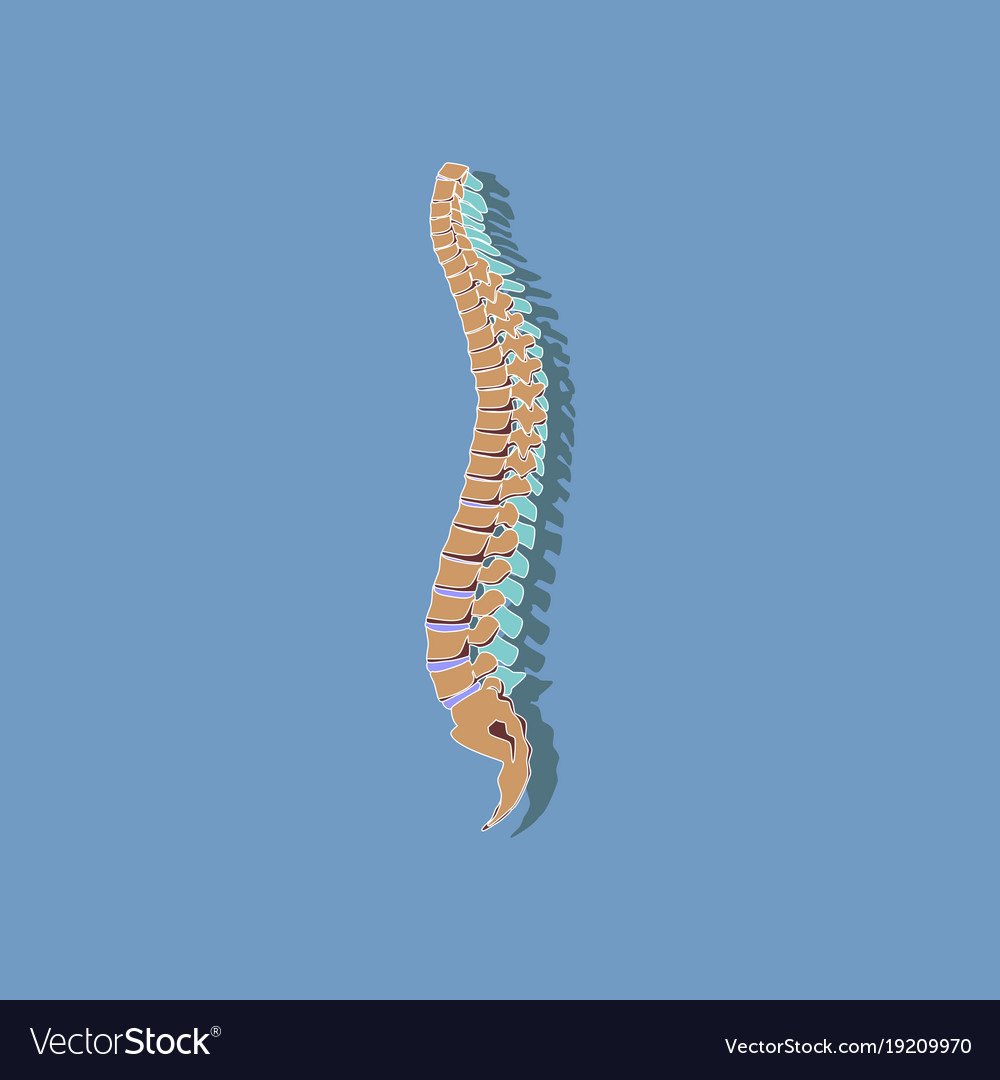 Human vertebral column paper sticker on stylish