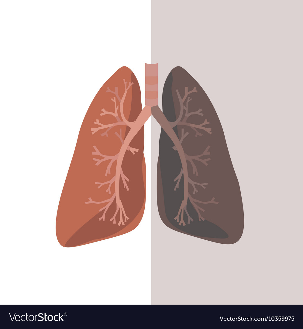 Human Lung Anatomy Royalty Free Vector Image - VectorStock