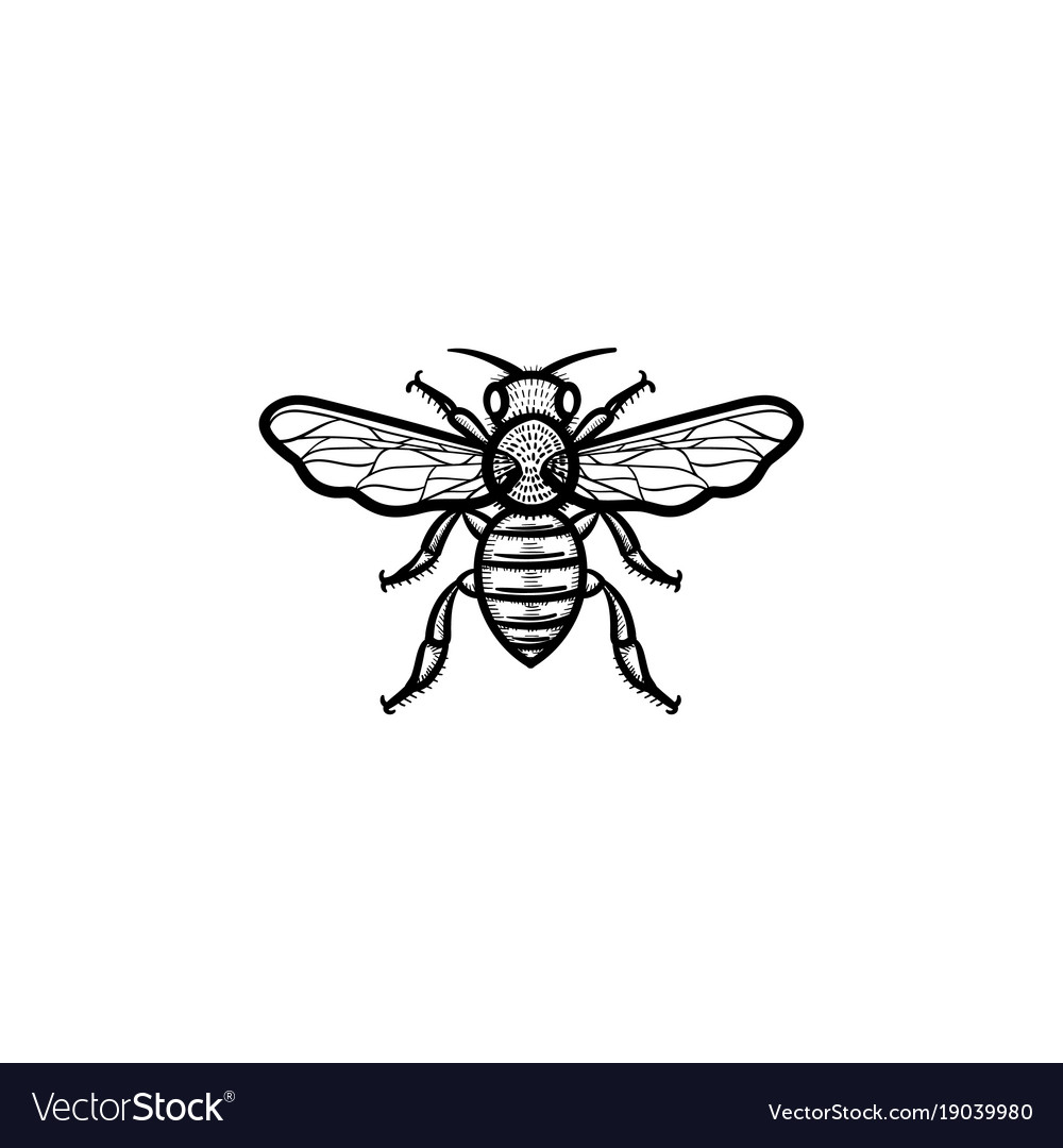 Bee hand drawn sketch icon Royalty Free Vector Image