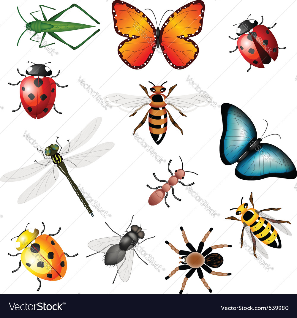 Collection of insects