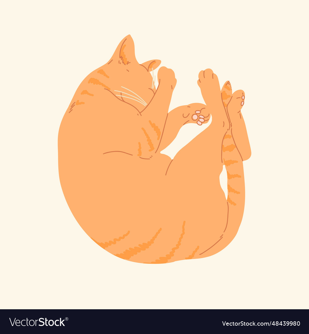 Cute ginger color cat sleeping view from above Vector Image