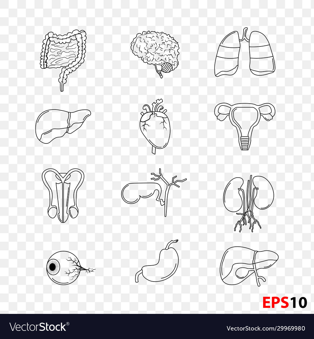 Human internal organs anatomy thin