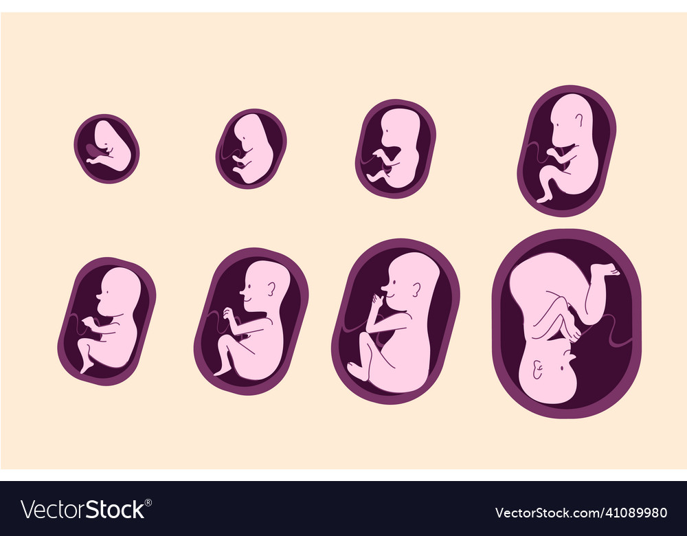 Set of fetal development moments