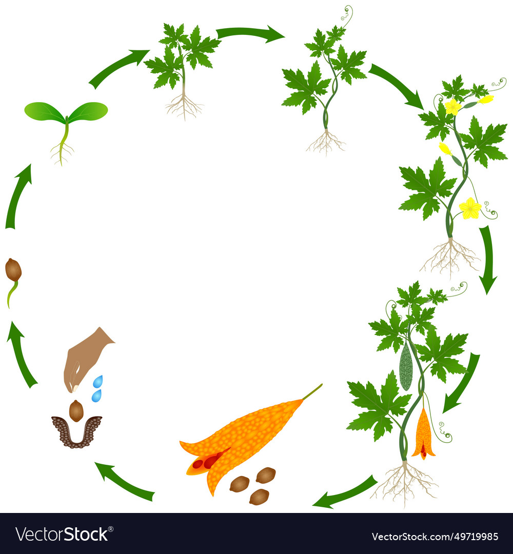 Life cycle of momordica charantia bitter melon