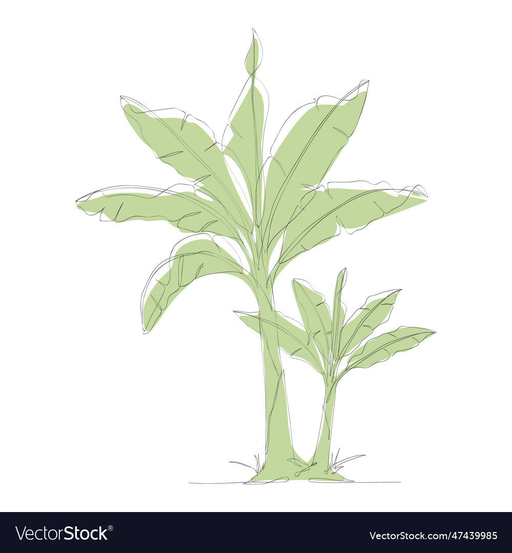 One continuous line drawing of banana tree vector image One continuous line drawing of banana tree