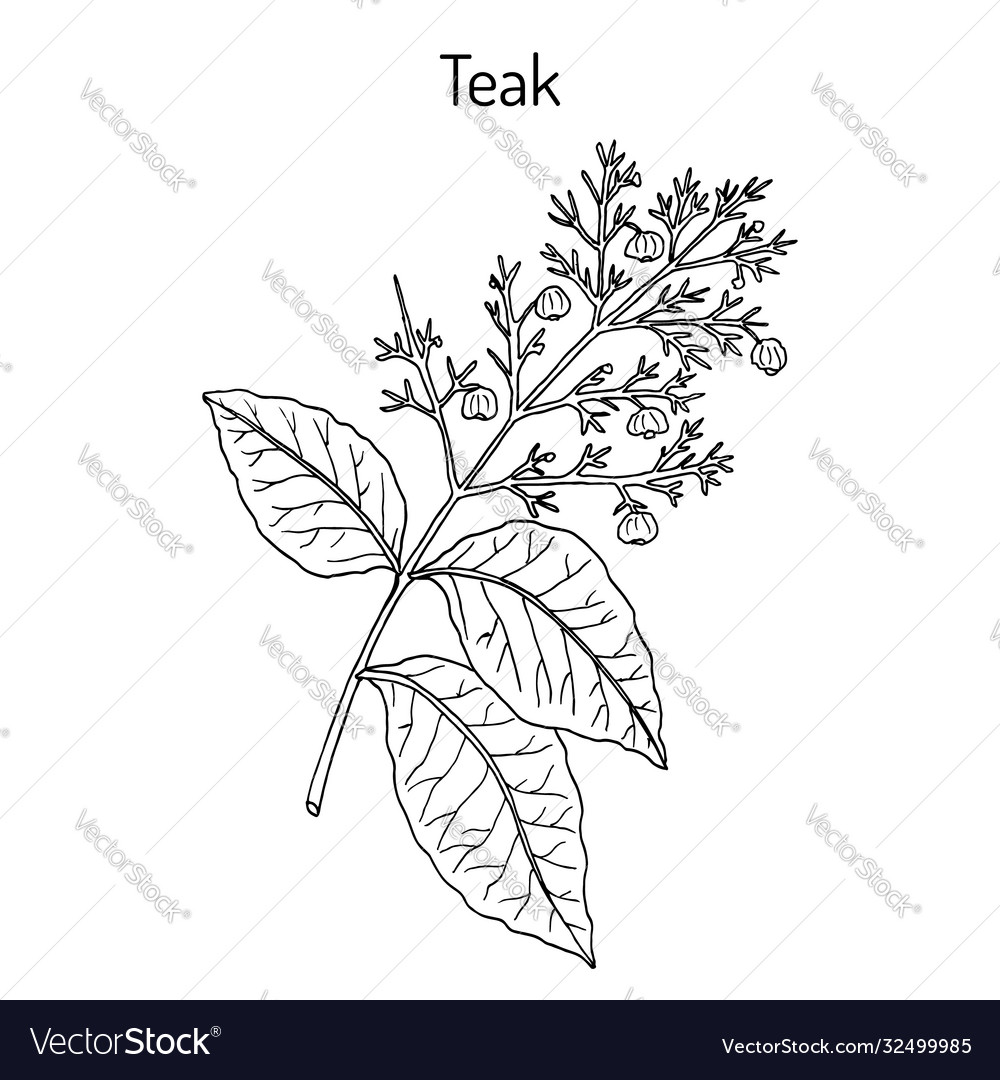 Teak Tree Tectona Grandis Medicinal Plant Vector Image