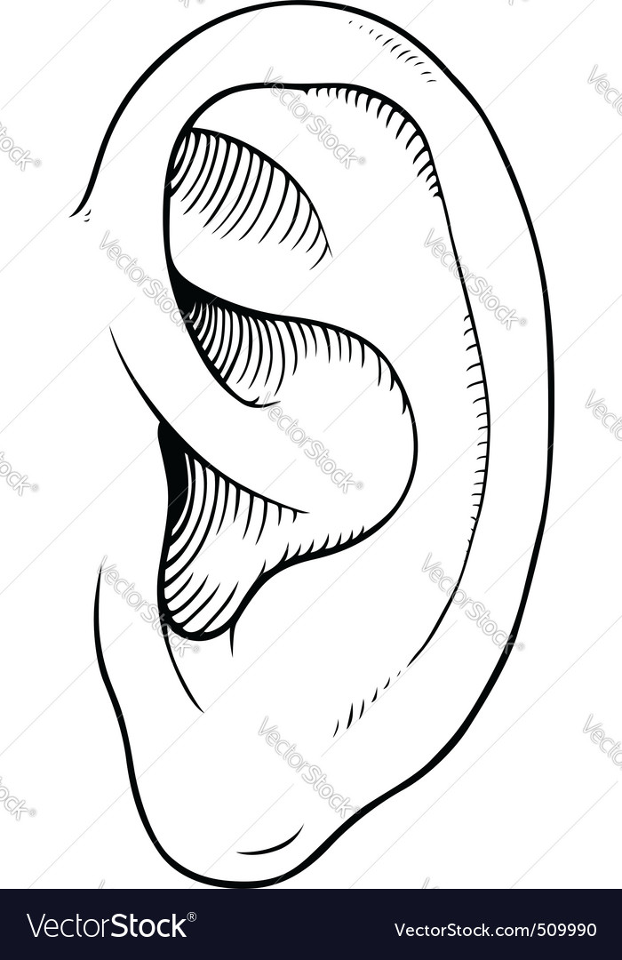 Human ear