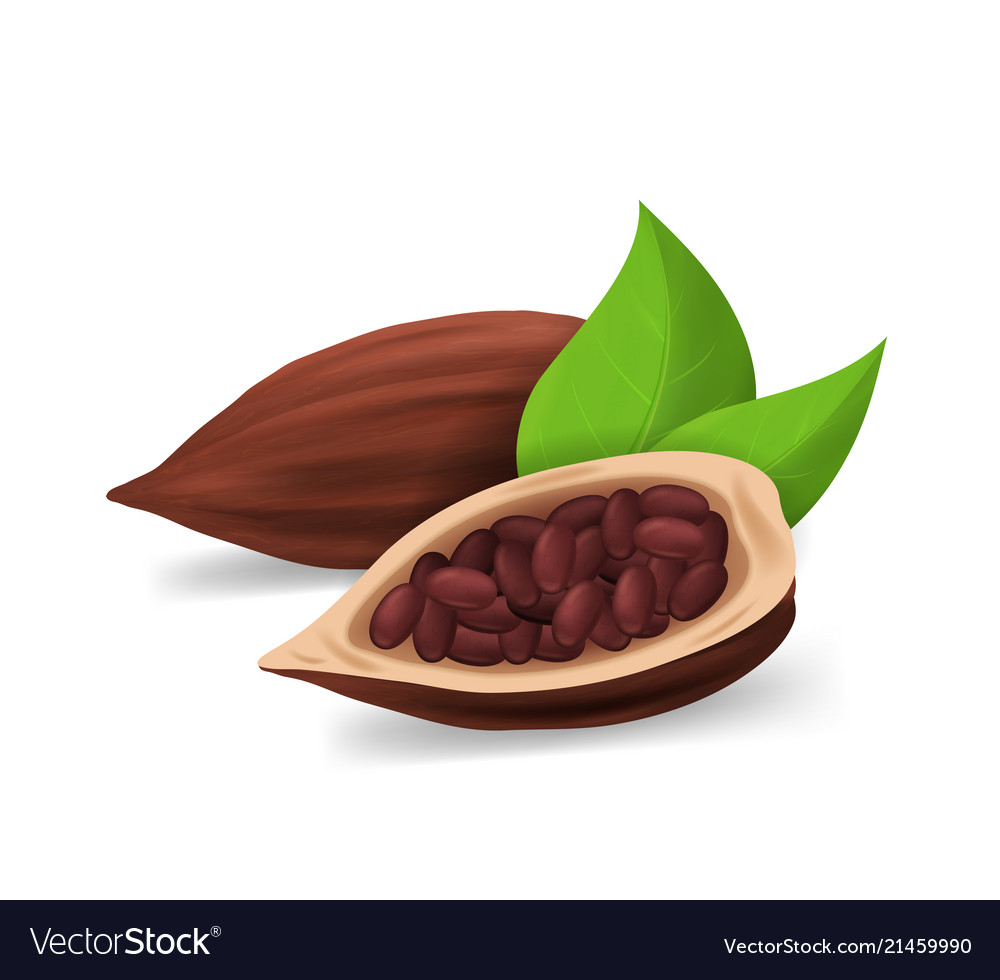 Realistic Cocoa Pods with Seeds