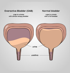 Anatomical structure urinary bladder Royalty Free Vector