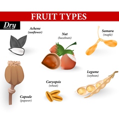 Fruit types Fleshy Fruits Royalty Free Vector Image