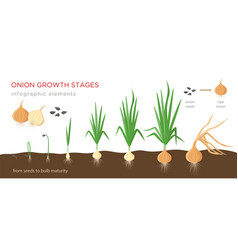 Onion plant growing stages from onion sets to ripe