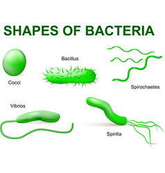 Types of bacteria Royalty Free Vector Image - VectorStock