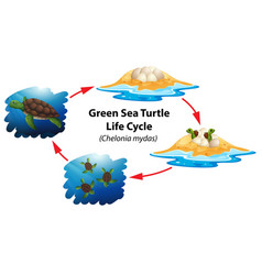 Diagram showing life cycle sea turtle Royalty Free Vector