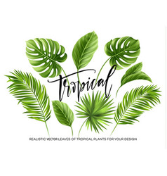 Tropical palm leaves set isolated on white vector
