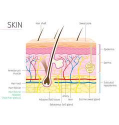 human skin anatomy royalty free vector image vectorstock hair anatomy diagram royalty free vector image human skin anatomy royalty free vector image vectorstock hair anatomy diagram royalty free vector image