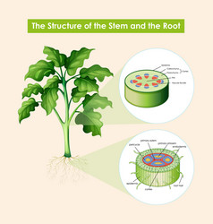 Diagram showing structure stem and root Royalty Free Vector