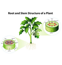 Diagram showing stem structure a plant Royalty Free Vector