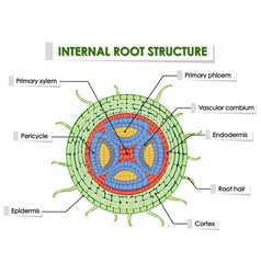 Diagram showing internal root structure Royalty Free Vector