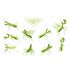 Mantis Vector Images (over 2,000)