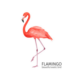 Cute pink flamingo on a white background Vector Image