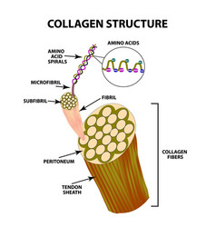 Connective Tissue Vector Images (over 350)