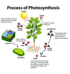 Photosynthesis process diagram Royalty Free Vector Image