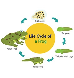 Lifecycle of a turtle Royalty Free Vector Image