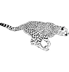 Running cheetah hand-drawn with ink Royalty Free Vector