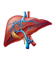 Human internal liver Royalty Free Vector Image