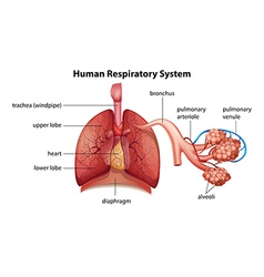 Respiratory system lungs human body Royalty Free Vector