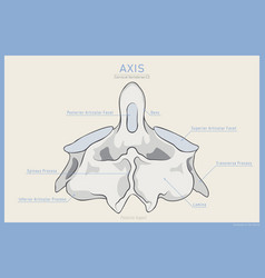 Anatomy of the second cervical vertebra axis c2 Vector Image