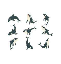 Arctic Orca Whale Different Body Positions Set Of Vector Image