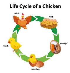 Diagram showing life cycle moth Royalty Free Vector Image